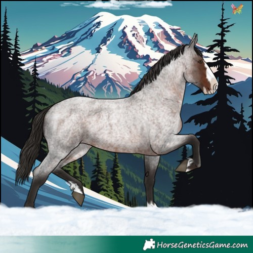 Horse Color:Liver Red Roan Splash