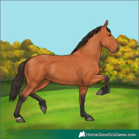 Horse Color:Bay 
