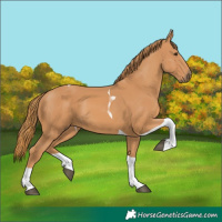 Horse Color:Chestnut Tobiano 
