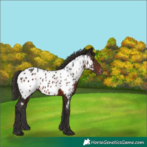 Horse Color:Liver Chestnut Appaloosa