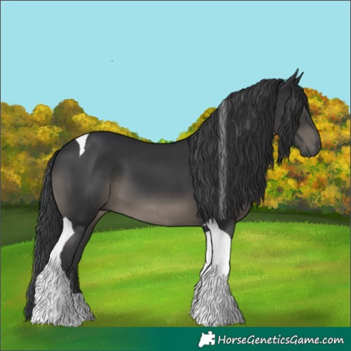 Horse Color:Black Tobiano 
