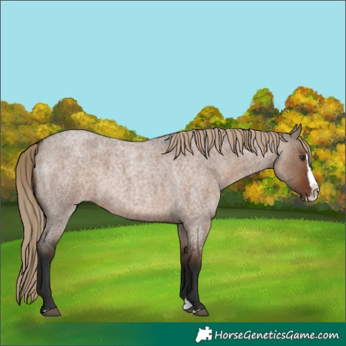 Horse Color:Liver Red Dun Roan Splash 