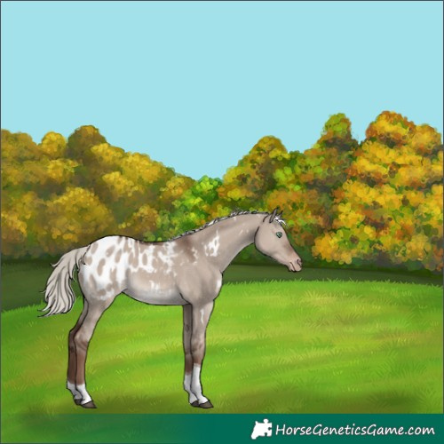 Horse Color:White Spotted Liver Red Dun Mushroom Tobiano Appaloosa Rabicano 