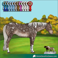 Horse Color:White Spotted Liver Chestnut Mushroom Tobiano Appaloosa Rabicano