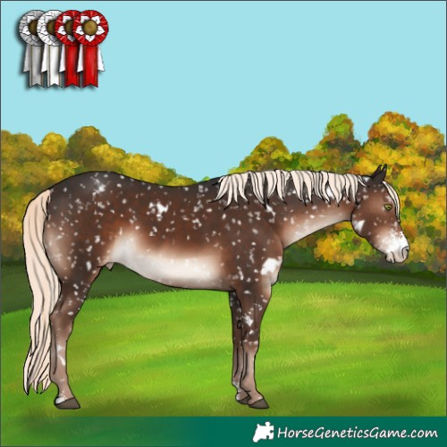 Horse Color:White Spotted Liver Chestnut Mushroom Sabino Appaloosa 