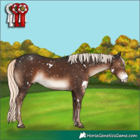 Horse Color:White Spotted Liver Chestnut Mushroom Sabino Appaloosa 
