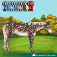 Horse Color:White Spotted Liver Chestnut Mushroom Sabino Appaloosa