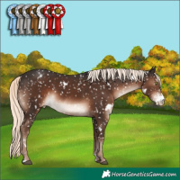 Horse Color:White Spotted Liver Chestnut Mushroom Sabino Appaloosa