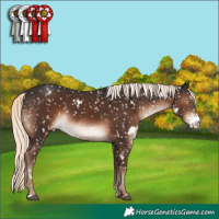 Horse Color:White Spotted Liver Chestnut Mushroom Sabino Appaloosa 