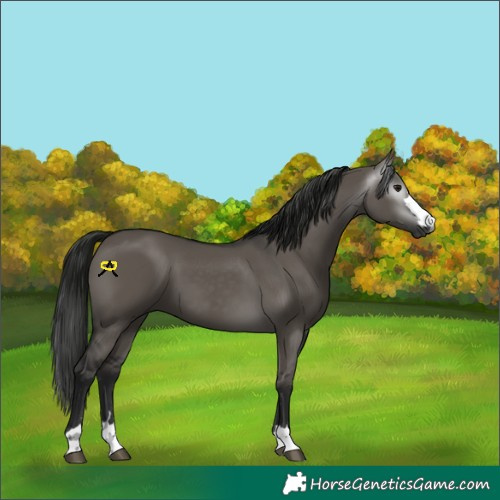 Horse Color:Gray Grullo
