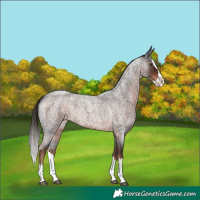 Horse Color:Liver Red Roan Splash 