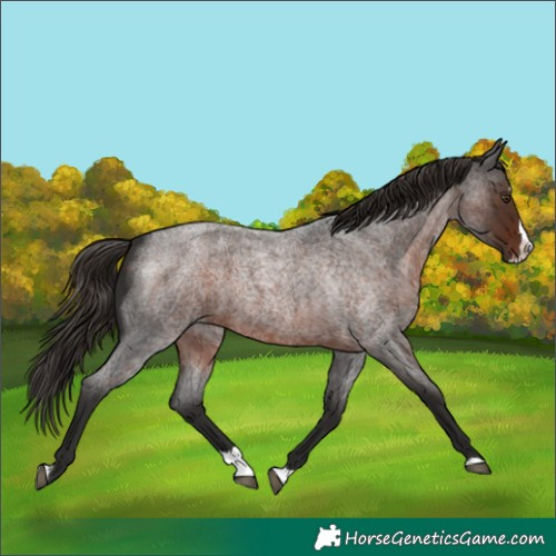 Horse Color:Liver Red Roan Splash