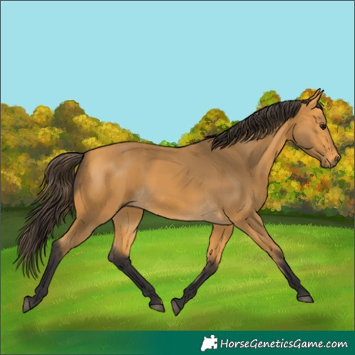 Horse Color:Buckskin 
