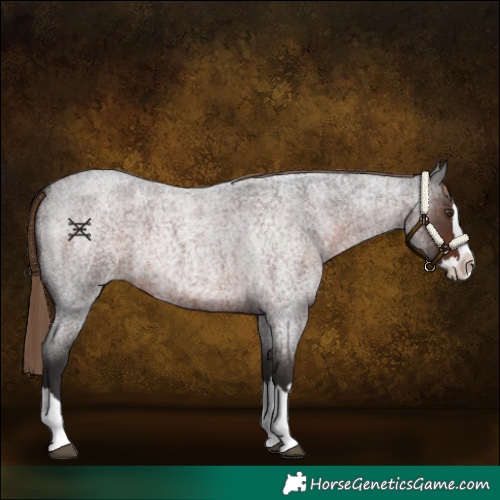 Horse Color:Liver Red Roan Splash 