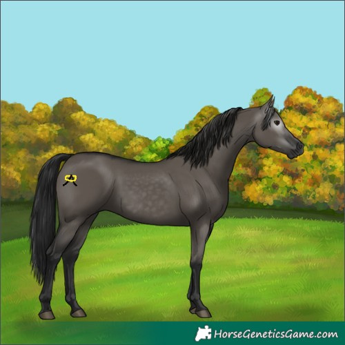Horse Color:Gray Grullo 