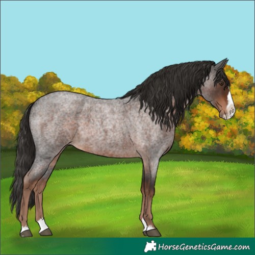 Horse Color:Liver Red Roan Splash