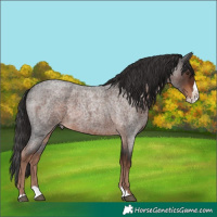 Horse Color:Liver Red Roan Splash