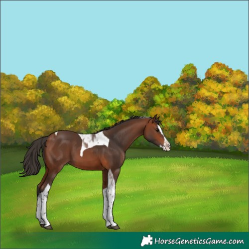 Horse Color:Bay Splash Tobiano