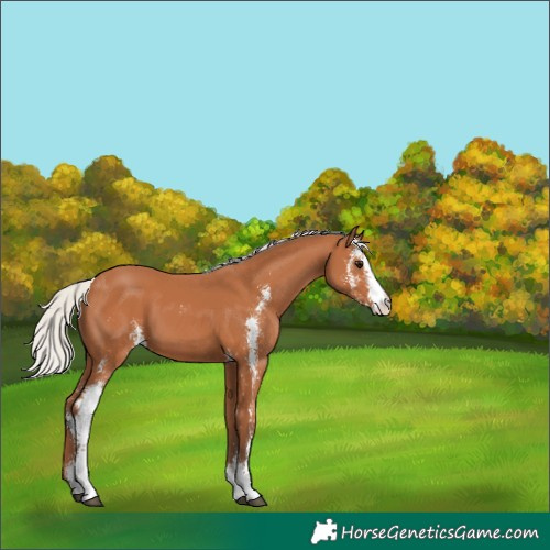 Horse Color:Silver Bay Sabino 