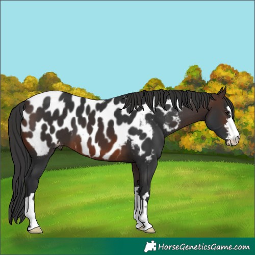 Horse Color:Brown Appaloosa 