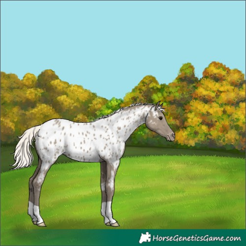 Horse Color:Silver Smoky Grullo Appaloosa