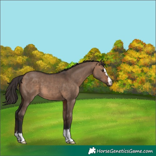 Horse Color:Bay Dun
