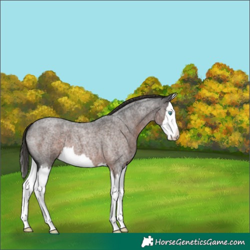 Horse Color:Liver Red Roan Splash