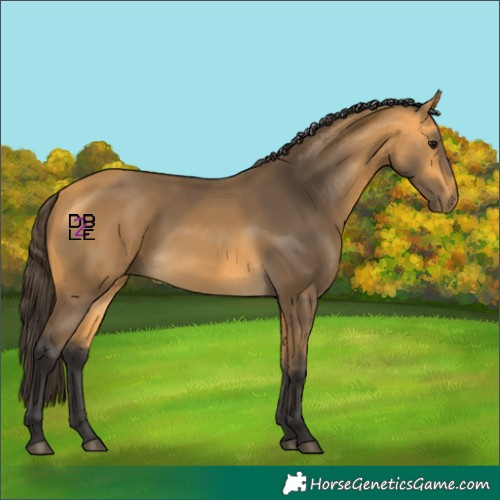 Horse Color:Buckskin 