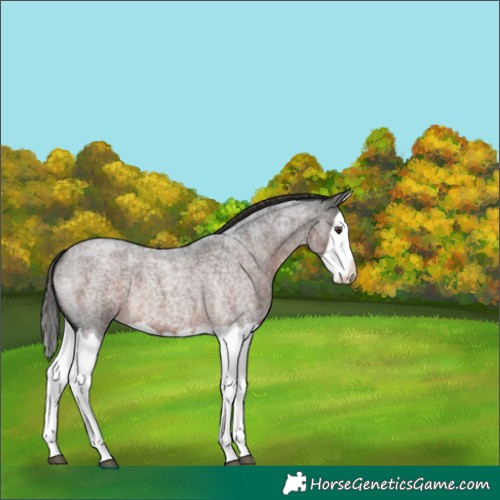 Horse Color:Liver Red Roan Splash