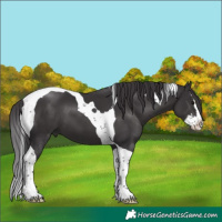Horse Color:Smoky Black Splash Tobiano 