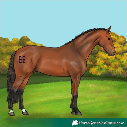 Horse Color:Bay 