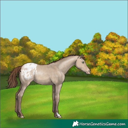 Horse Color:Sable Champagne Dun Appaloosa 