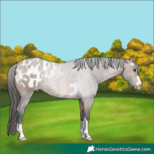 Horse Color:Bay Blanket 