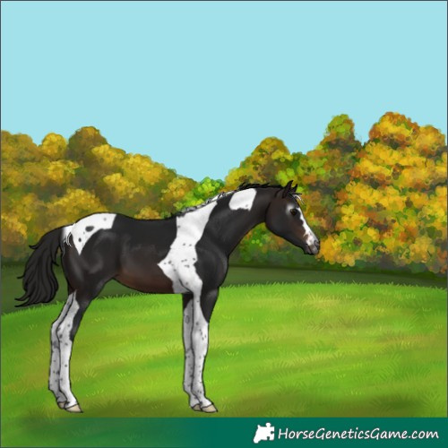Horse Color:Gray Bay Tobiano