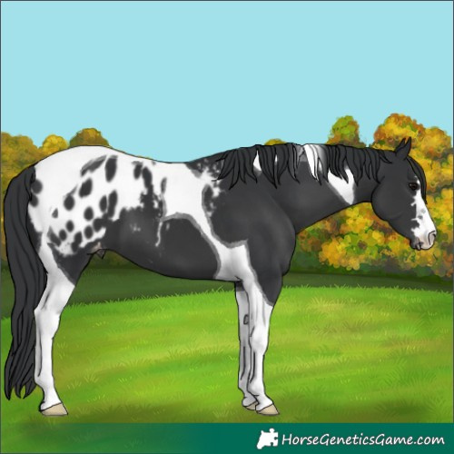 Horse Color:Black Tobiano Appaloosa 