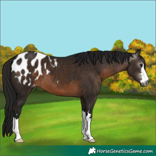 Horse Color:Gray Brown Appaloosa