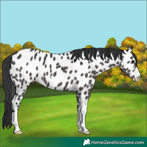 Horse Color:Black Near Leopard 