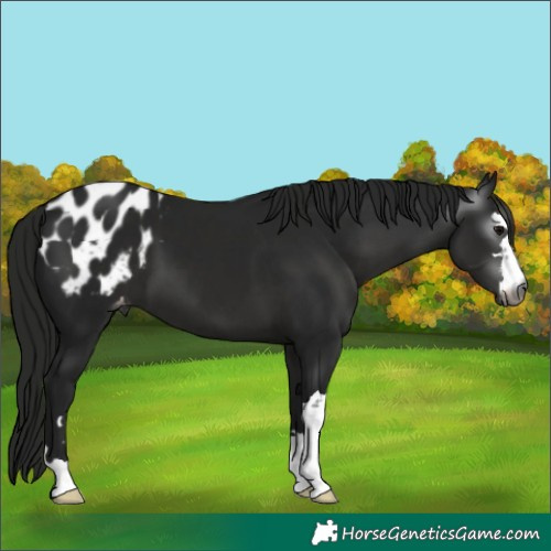 Horse Color:Gray Black Blanket