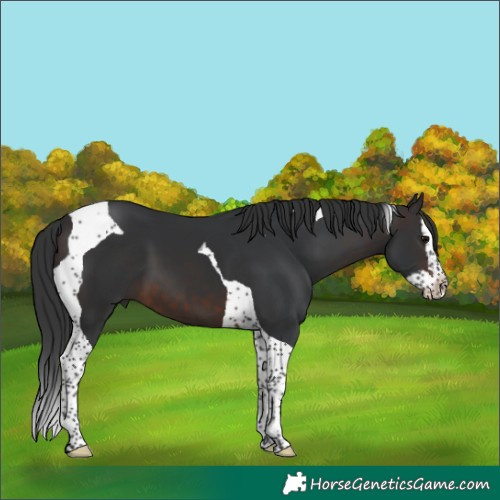 Horse Color:Brown Splash Tobiano