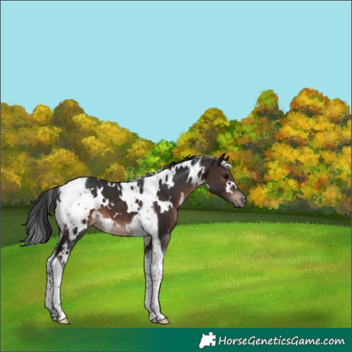 Horse Color:White Spotted Brown Tobiano 