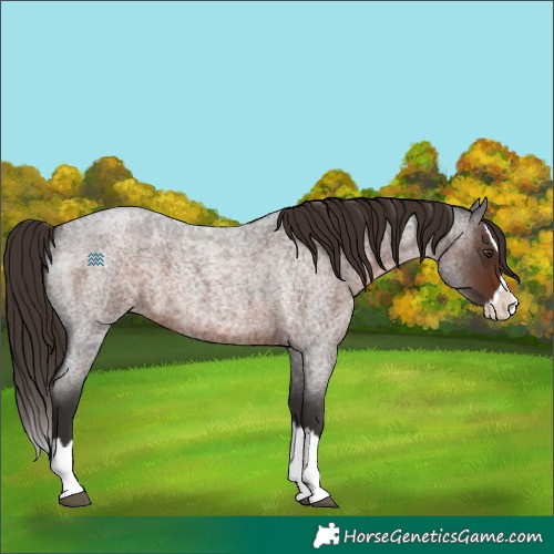 Horse Color:Liver Red Roan Splash