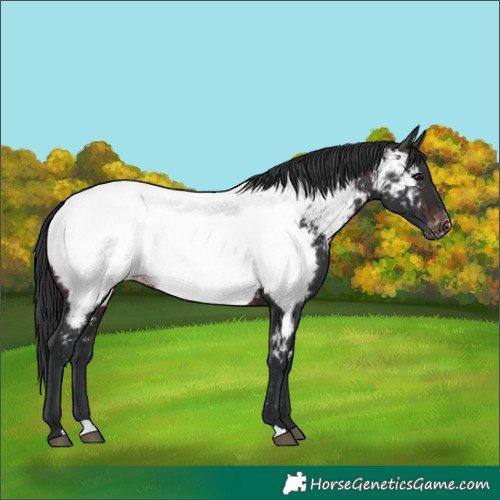 Horse Color:Brown Near Fewspot 