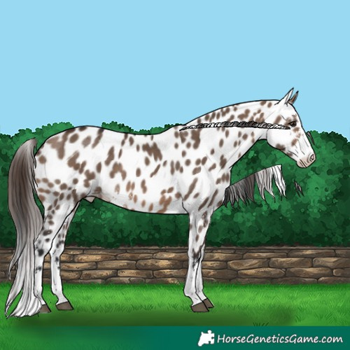 Horse Color:Brown Dun Sabino Leopard 