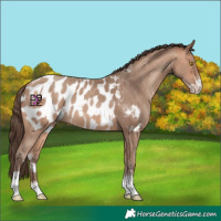 Horse Color:Amber Champagne Sabino Tobiano Appaloosa and Amber Champagne Sabino Tobiano Appaloosa