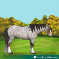 Horse Color:Liver Red Roan Splash 
