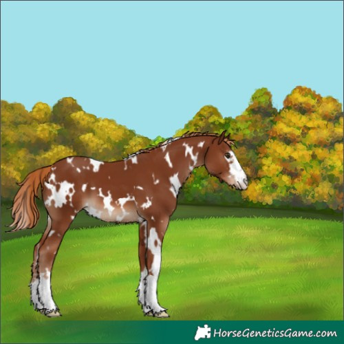 Horse Color:White Spotted Chestnut