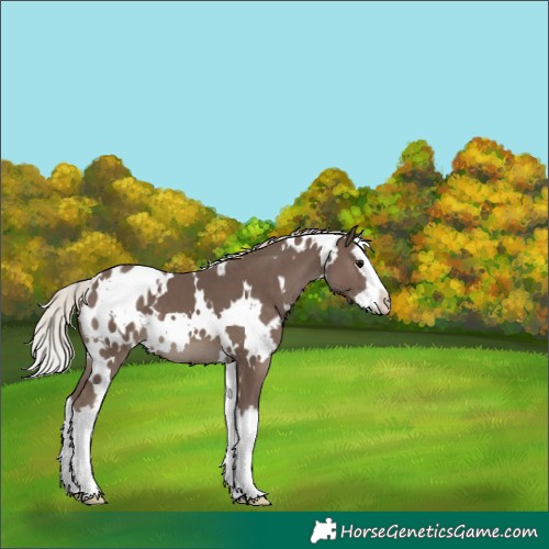 Horse Color:White Spotted Silver Black Splash Blanket
