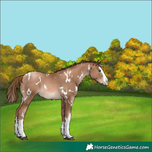 Horse Color:White Spotted Liver Chestnut Pearl Splash 