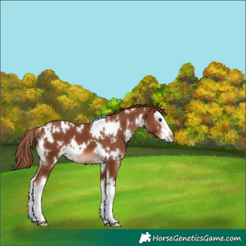 Horse Color:White Spotted Chestnut Splash