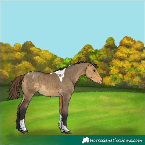 Horse Color:Buckskin Dun Tobiano Varnish